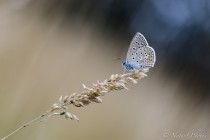 20120819-Argus bleu-0006.jpg